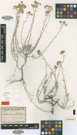 Triplopetalum pinifolium Nyár. [isotype]