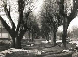 Berggießhübel. Lindenallee