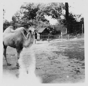 Dresden. Zoologischer Garten. Gehege mit Kamel