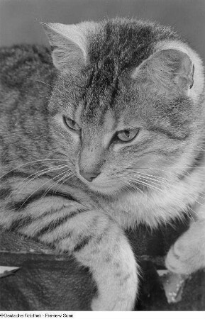 Kopf und Vorderkörper einer Katze