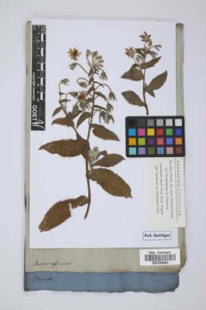 Borago officinalis