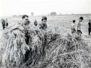 Gefreite der Nationalen Volksarmee als Erntehelfer auf der LPG Gollmitz
