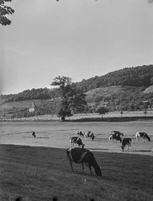 Dresden-Pillnitz. Blick über die Elbe