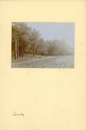 Neustadt-Glewe, Mecklenburg-Vorpommern. Kiefernwald auf Sandboden