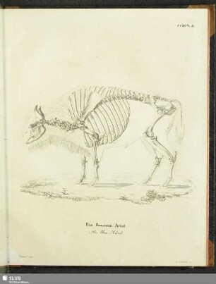 Bos Bonasus Arist. Bos Urus Schreb