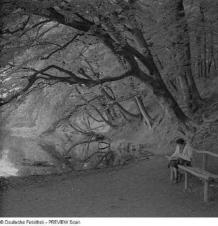 Herthasee im Wald des Nationalparks Jasmund