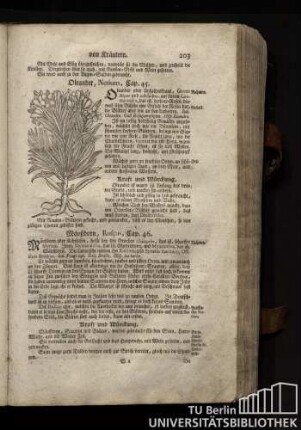 Cap. 45. Oleander, Nerium.