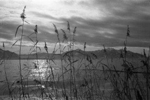 Seebruck am Chiemsee: Chiemsee mit Schilf im Vordergrund