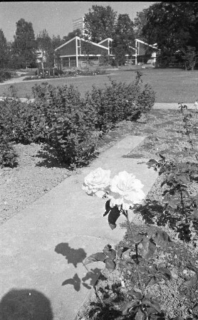 Spätsommerliche Rosenblüte im Rosengarten.