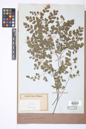 Adiantum tenerum Sw.