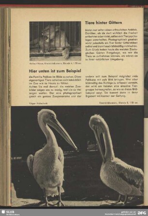 Pelikan im Zoo
