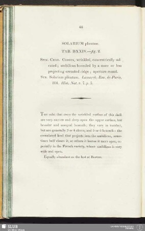 Solarium plicatum. Tab. DXXIV.—fig. 2