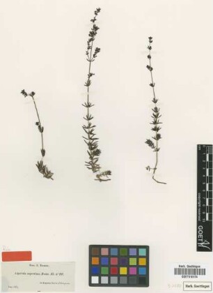 Asperula asperrima Boiss. [isotype]