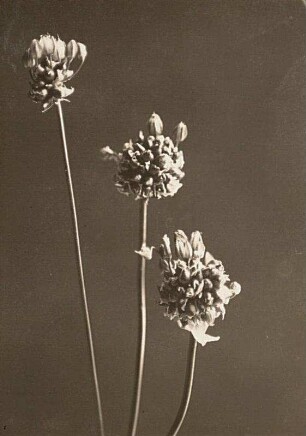 Schlangen-Lauch (Allium scorodoprasum). Blütenkopf