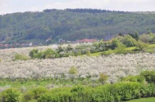 Vorharzgebiet - blühende Obstbäume : Blühende Obstbäume dominieren im Frühling das hügelige Vorharzgebiet in der Nähe von Gernrode, aufgenommen am 5. Mai 2010