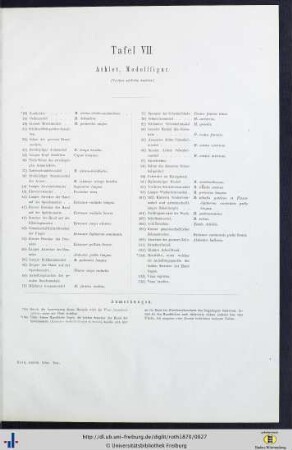 Tafel VII. Athlet, Modellfigur.