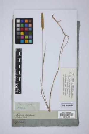 Triticum desertorum
