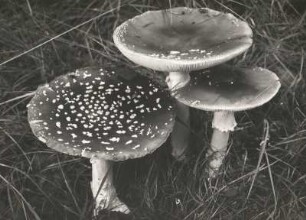 Pilze. Fliegenpilz (Amanita muscaria)