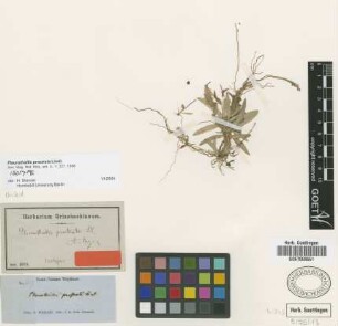 Pleurothallis prostrata Lindl.