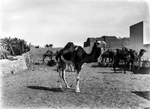 Kamelherde : Eine Herde Reitkamele auf einem Hof im Fort Ghadames.