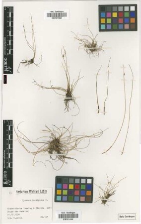 Cyperus laevigatus L.