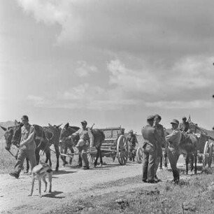 Griechenland. Insel Limnos. Soldaten der Wehrmacht im Einsatz mit Pferdegespann.