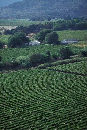Südafrika. Weinanbau