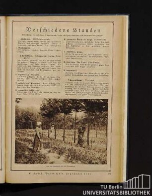 Verschiedene Stauden