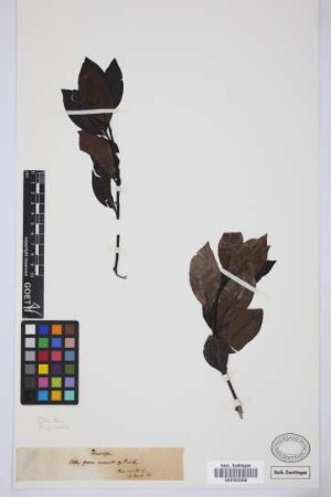 Olea [illegible]