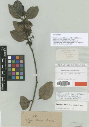 Coffea odorata G.Fost. [type]