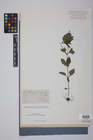 Melampodium gracile Less.