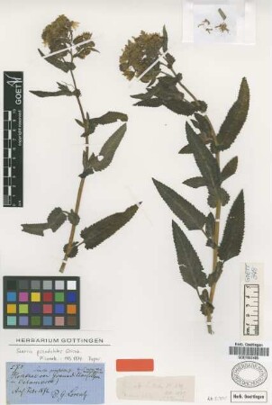 Senecio pseudotites Griseb. [type]