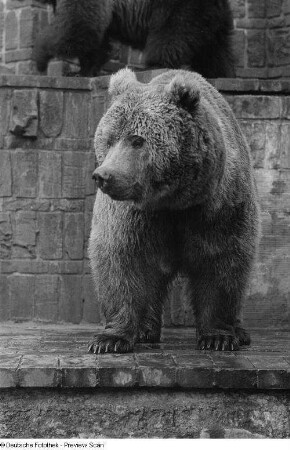 Braunbär : Braunbär im Zoogehege