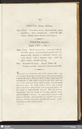 Voluta, Linn. Delam