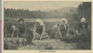 Frauen beim Setzen von Schößlingen auf einer Waldlichtung