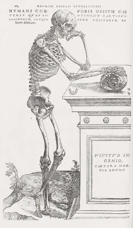 Humani corporis ossium, Seite 164