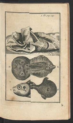 Tafel: Die Rochen.