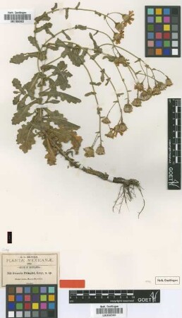 Senecio pringlei A.Gray [type]