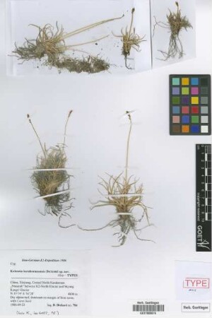 Kobresia karakorumensis Dickoré [isotype]