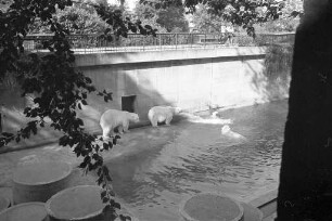 Eisbären im Karlsruher Zoo