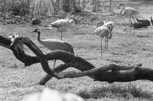 Flamingos im Karlsruher Zoo