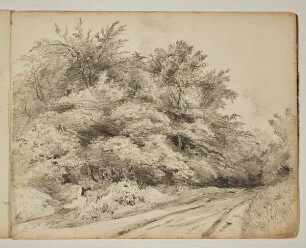 Weg in den Wald
