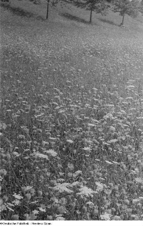 Blumenwiese