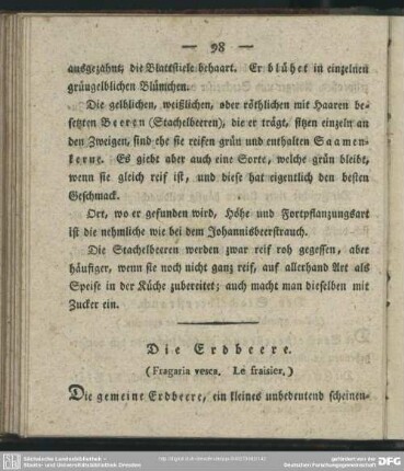 Die Erdbeere