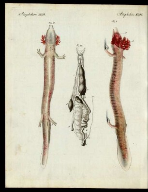 Der schlangenartige Proteus. (Proteus anguinus.)