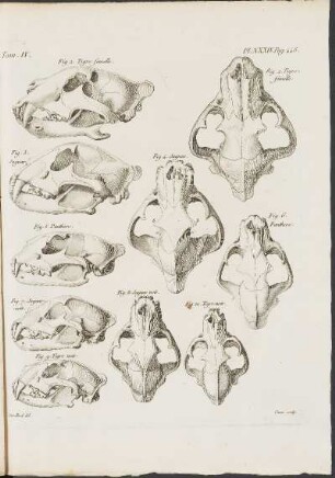 Pl. XXXIV.