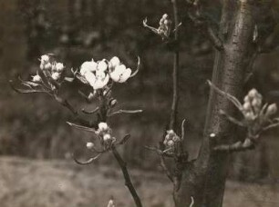 Kultur-Birne (Pyrus communis L.), im Blütenbeginn Rollung der Blätter