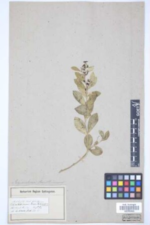 Vincetoxicum montanum Decne.