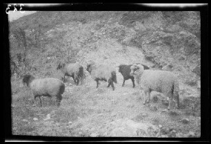 Matheias (?) (=Mãțãu: =Dorf und Anhöhe in Rumänien): "Schafe" auf einer kargen Anhöhe (Seitansicht, Nahaufnahme)