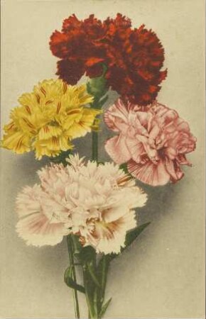 [Blumen]